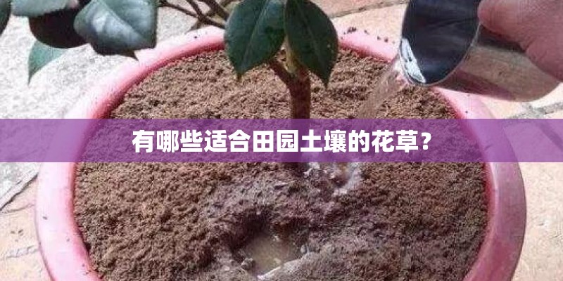 有哪些适合田园土壤的花草？