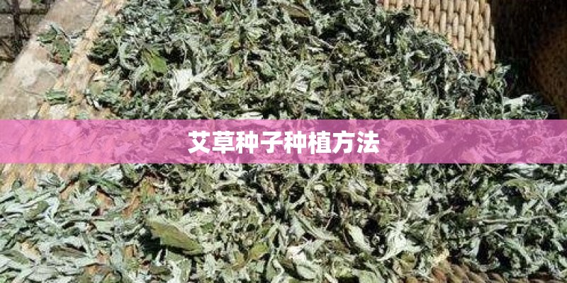 艾草种子种植方法