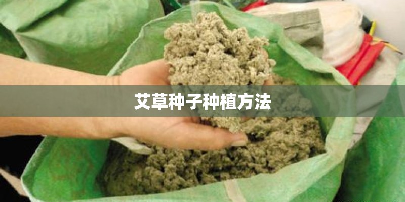 艾草种子种植方法