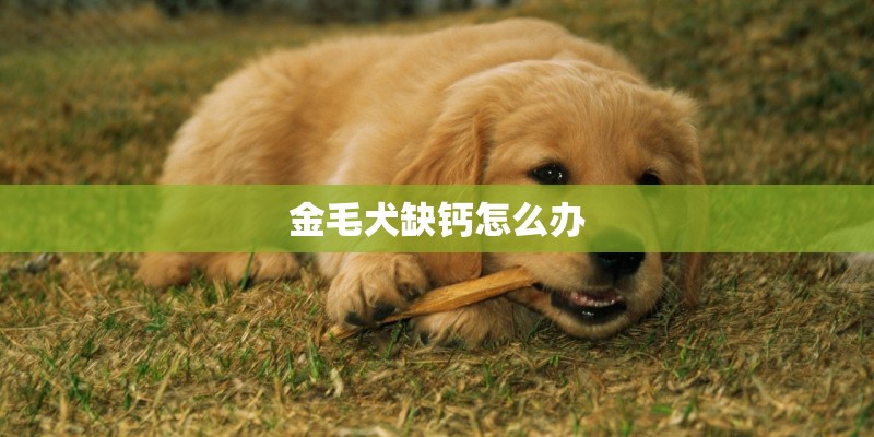 金毛犬缺钙怎么办