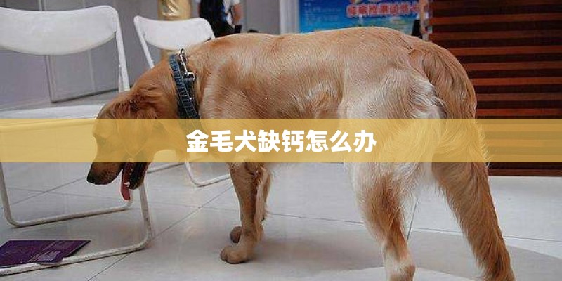 金毛犬缺钙怎么办