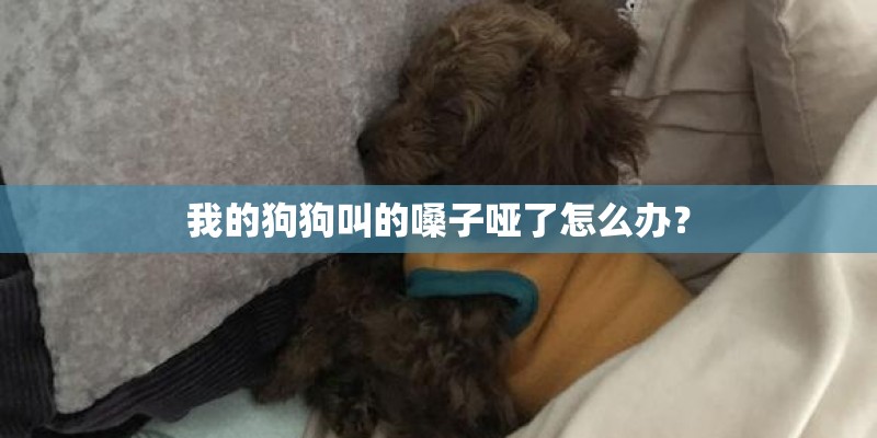 我的狗狗叫的嗓子哑了怎么办？