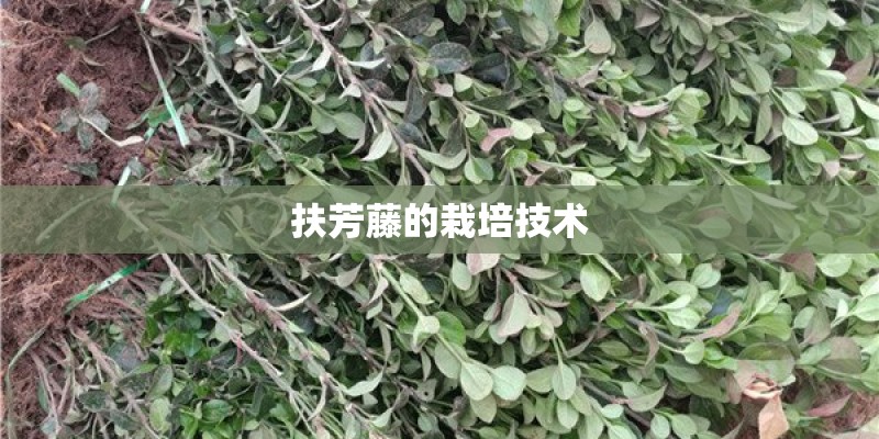 扶芳藤的栽培技术