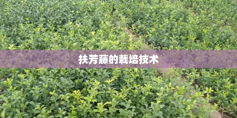 扶芳藤的栽培技术