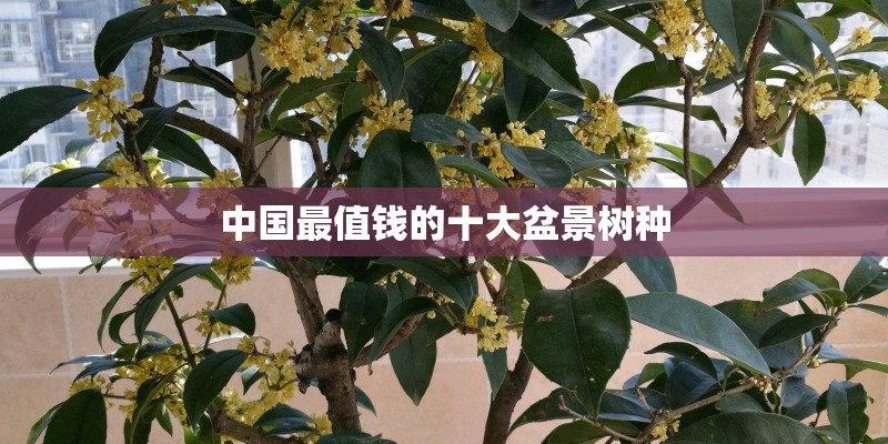 中国最值钱的十大盆景树种