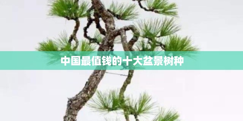 中国最值钱的十大盆景树种
