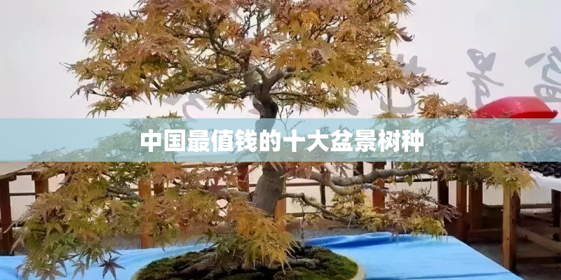 中国最值钱的十大盆景树种