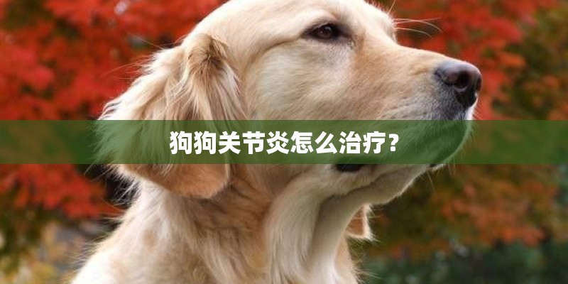 狗狗关节炎怎么治疗？