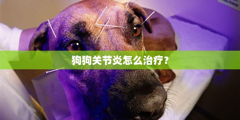 狗狗关节炎怎么治疗？
