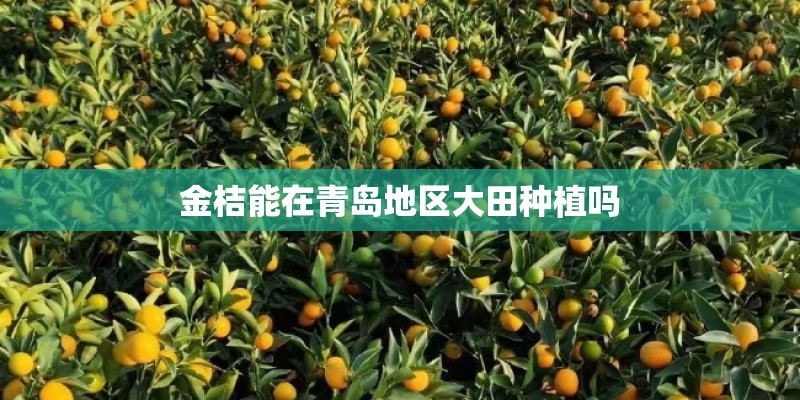 金桔能在青岛地区大田种植吗