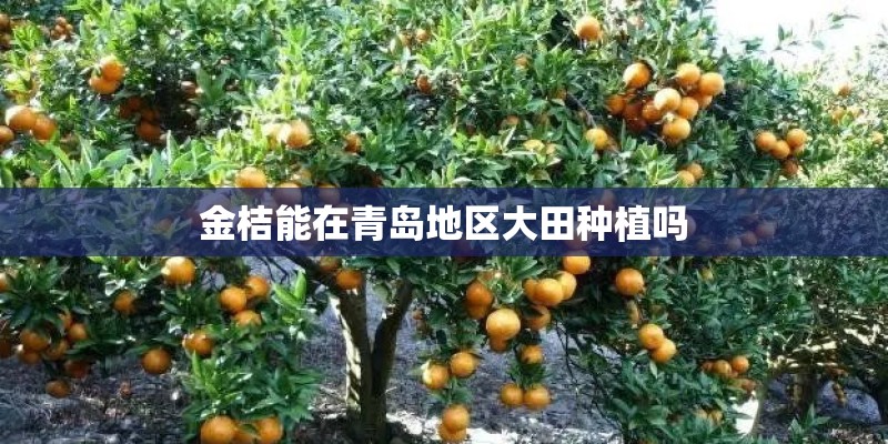 金桔能在青岛地区大田种植吗