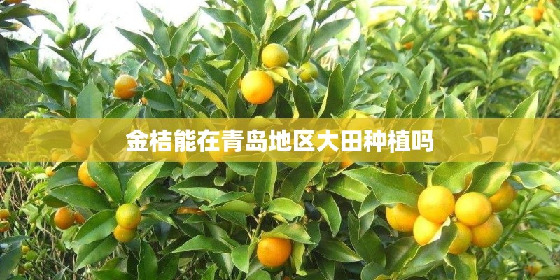 金桔能在青岛地区大田种植吗