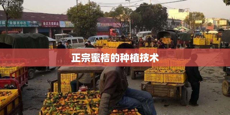 红梅怎么养殖