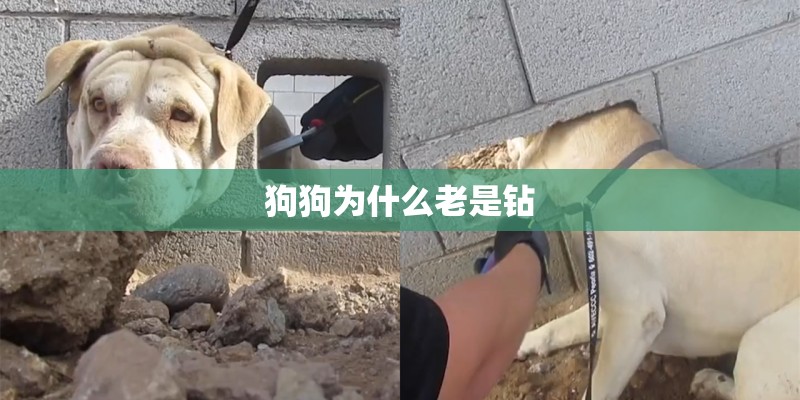 狗狗为什么老是钻