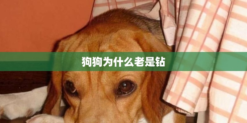 狗狗为什么老是钻