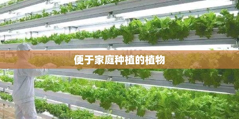 便于家庭种植的植物