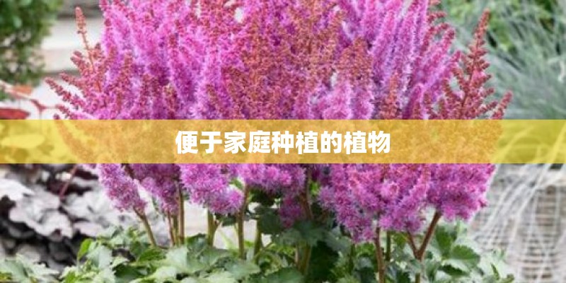 便于家庭种植的植物