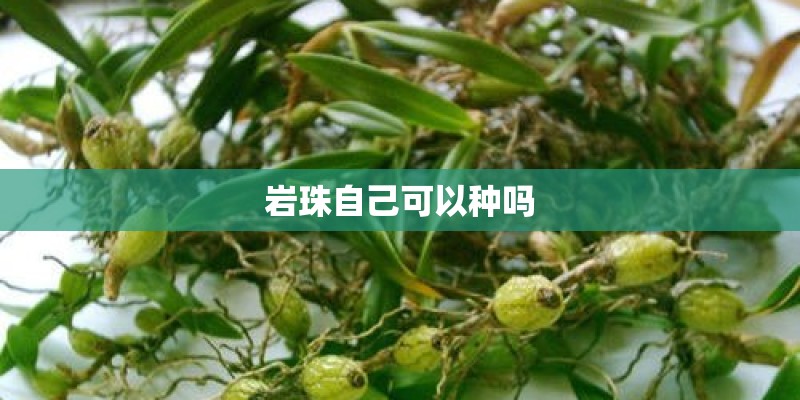 岩珠自己可以种吗