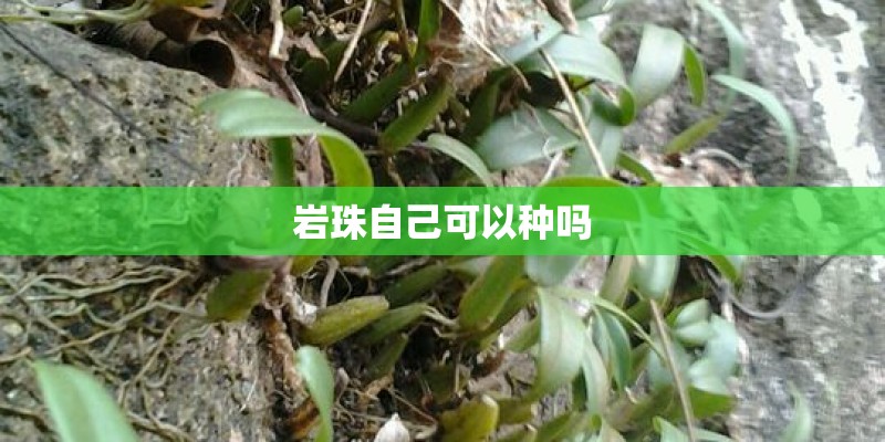 岩珠自己可以种吗