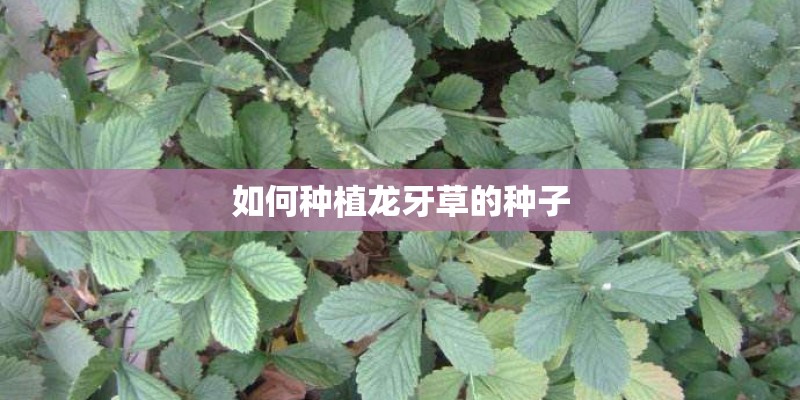 如何种植龙牙草的种子