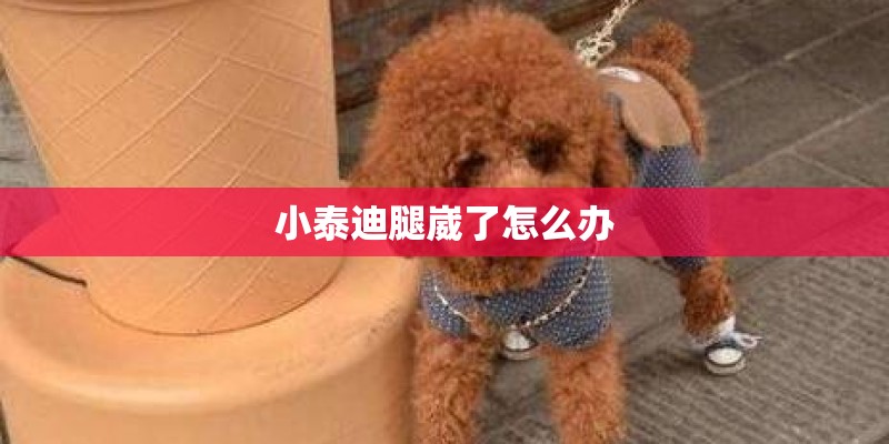 小泰迪腿崴了怎么办