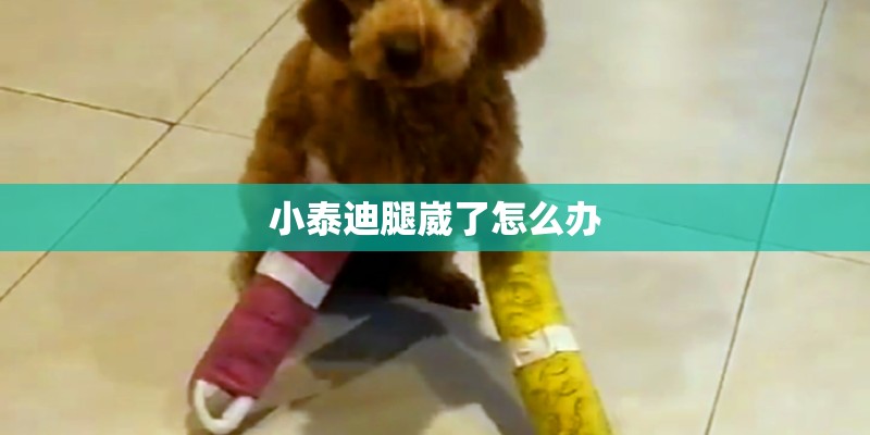 小泰迪腿崴了怎么办