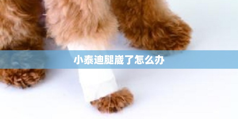 小泰迪腿崴了怎么办