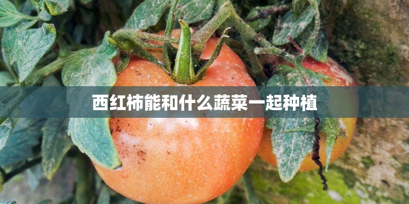 西红柿能和什么蔬菜一起种植