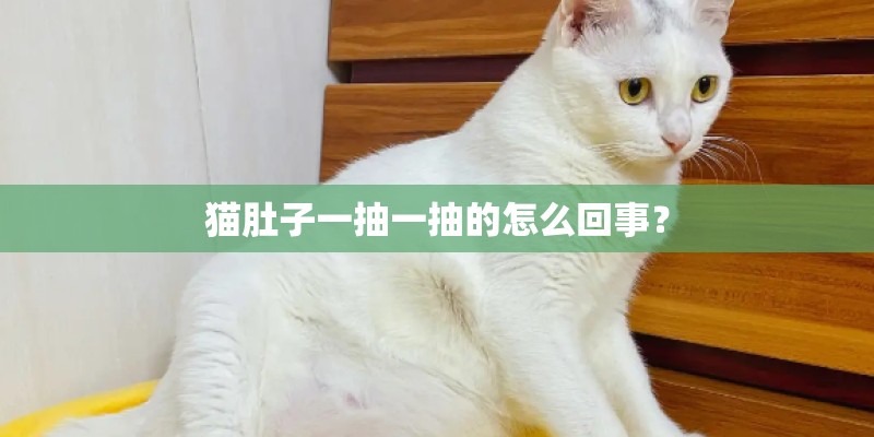 猫肚子一抽一抽的怎么回事？