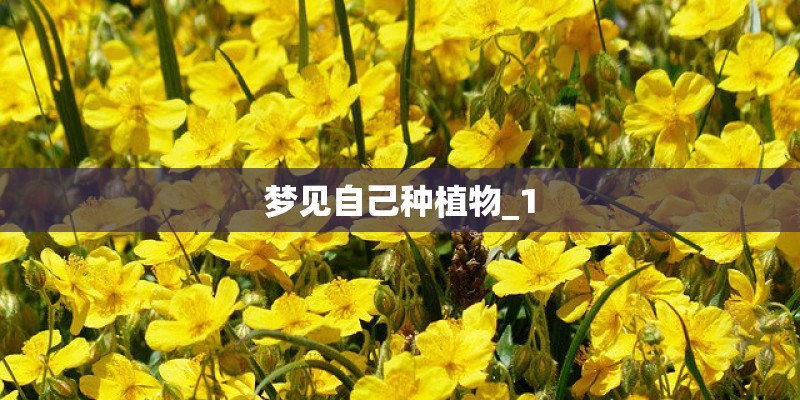 梦见自己种植物_1