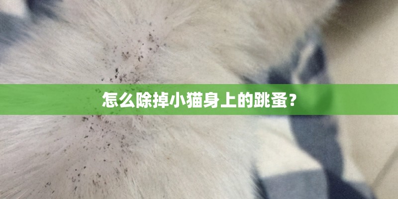 怎么除掉小猫身上的跳蚤？
