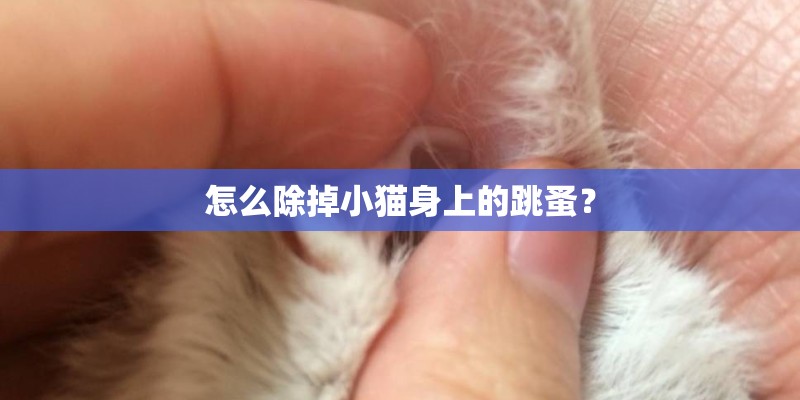 怎么除掉小猫身上的跳蚤？