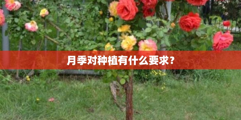 月季对种植有什么要求？