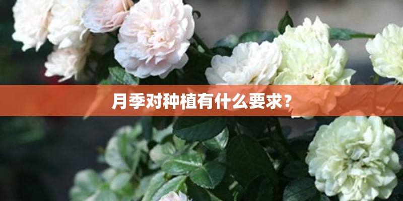 月季对种植有什么要求？