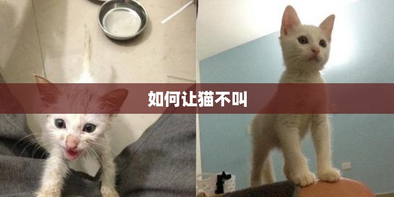 如何让猫不叫