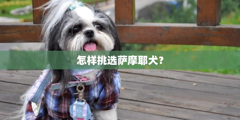 怎样挑选萨摩耶犬？