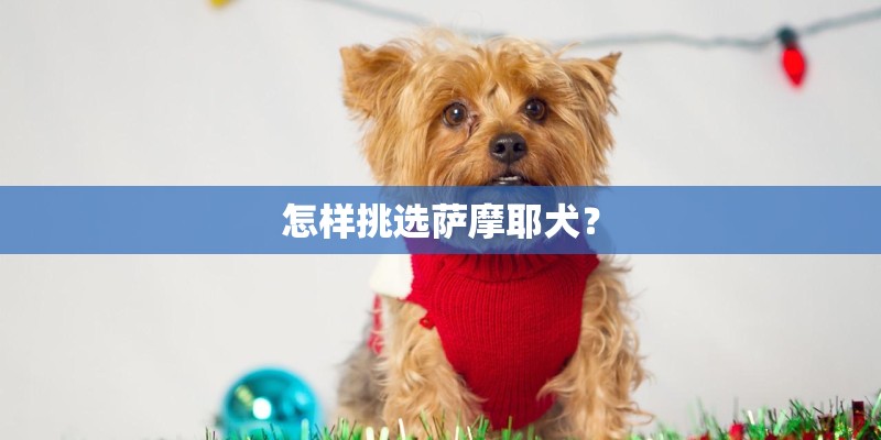 怎样挑选萨摩耶犬？