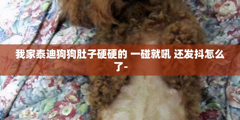 我家泰迪狗狗肚子硬硬的 一碰就吼 还发抖怎么了-