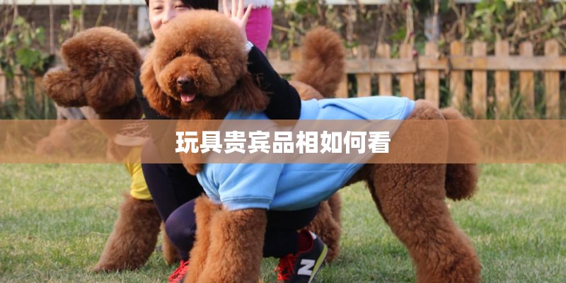 玩具贵宾品相如何看