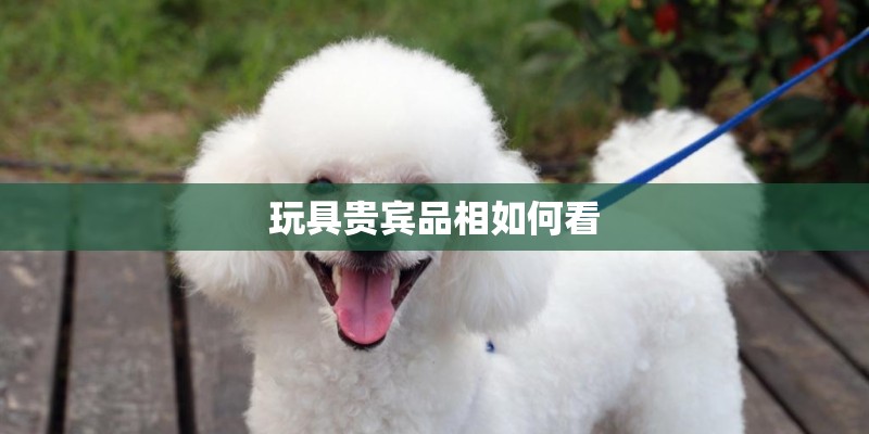 玩具贵宾品相如何看