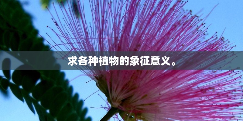 求各种植物的象征意义。