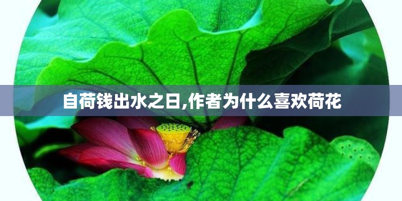自荷钱出水之日,作者为什么喜欢荷花