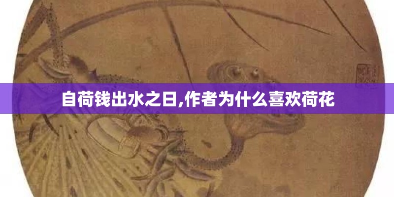 自荷钱出水之日,作者为什么喜欢荷花