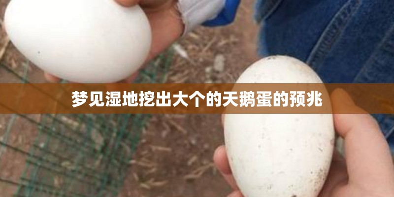 梦见湿地挖出大个的天鹅蛋的预兆