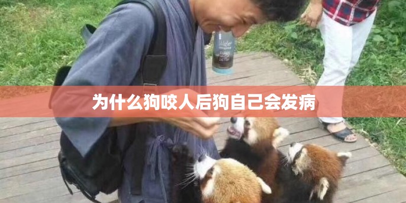 为什么狗咬人后狗自己会发病