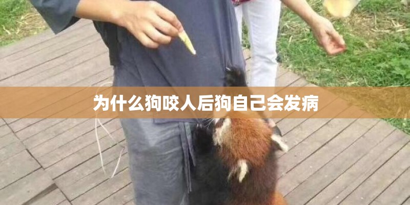 为什么狗咬人后狗自己会发病