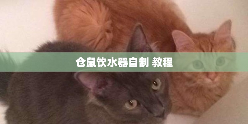 仓鼠饮水器自制 教程