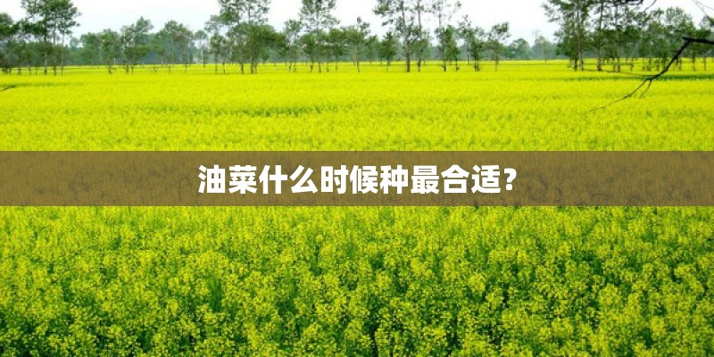 油菜什么时候种最合适？