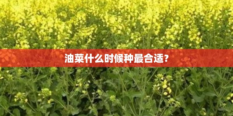 油菜什么时候种最合适？