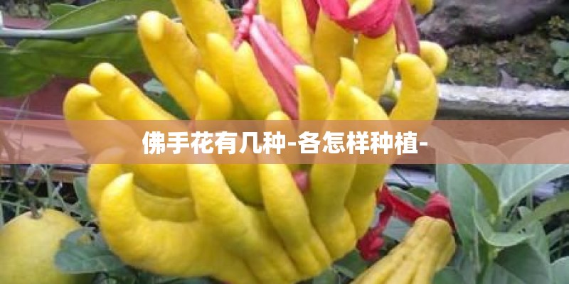 佛手花有几种-各怎样种植-